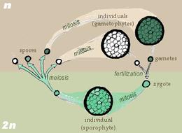 Spores produced in a sporic life cycle.